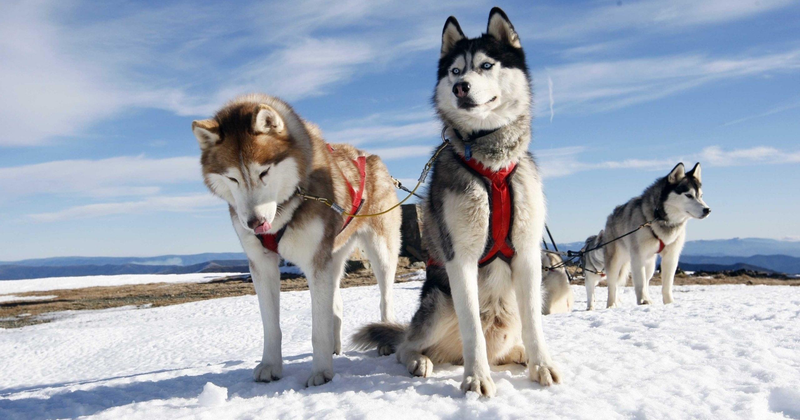 mountains-winter-sleigh-dogs-team-husky